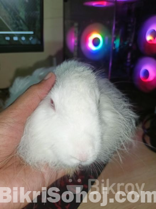 Fluffy Belgian Rabbit